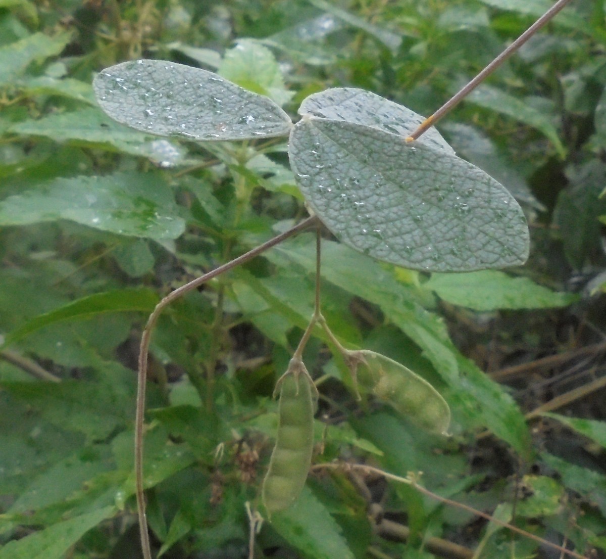 Cajanus albicans (Wight & Arn.) Maesen